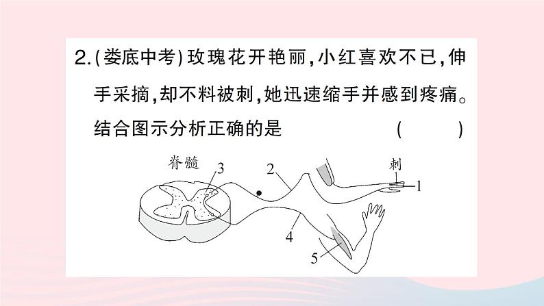 2023七年级生物下册第四单元生物圈中的人第12章人体的自我调节总结训练作业课件新版北师大版08