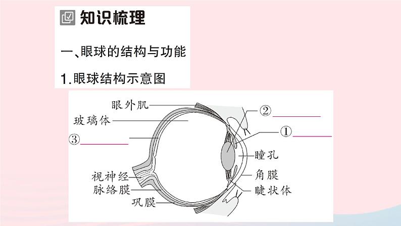2023七年级生物下册第四单元生物圈中的人第12章人体的自我调节第2节感受器和感觉器官第一课时眼与视觉作业课件新版北师大版第2页