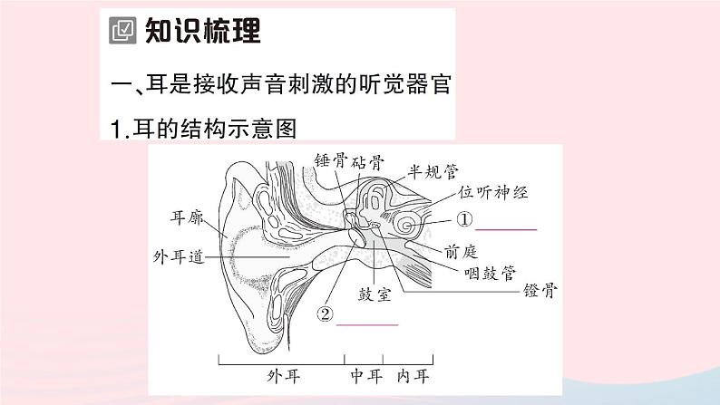 2023七年级生物下册第四单元生物圈中的人第12章人体的自我调节第2节感受器和感觉器官第二课时耳与听觉及其他感觉作业课件新版北师大版02