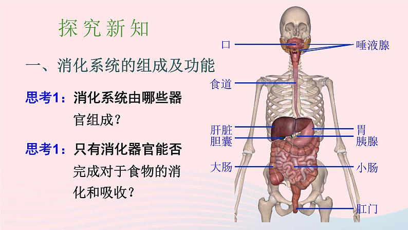 2023七年级生物下册第四单元生物圈中的人第八章人体的营养第2节食物的消化和营养物质的吸收第一课时消化系统的组成食物在口腔内的消化课件新版北师大版03