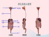 2023七年级生物下册第四单元生物圈中的人第八章人体的营养第2节食物的消化和营养物质的吸收第一课时消化系统的组成食物在口腔内的消化课件新版北师大版