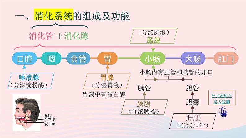 2023七年级生物下册第四单元生物圈中的人第八章人体的营养第2节食物的消化和营养物质的吸收第一课时消化系统的组成食物在口腔内的消化课件新版北师大版06