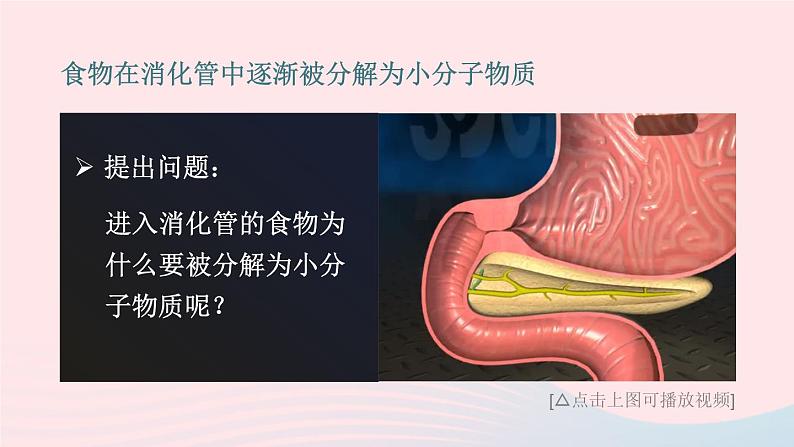 2023七年级生物下册第四单元生物圈中的人第八章人体的营养第2节食物的消化和营养物质的吸收第一课时消化系统的组成食物在口腔内的消化课件新版北师大版07