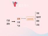 2023七年级生物下册第四单元生物圈中的人第11章人体代谢废物的排出第2节尿的形成与排出第一课时泌尿系统的组成课件新版北师大版