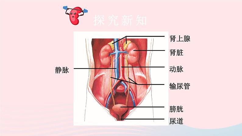 2023七年级生物下册第四单元生物圈中的人第11章人体代谢废物的排出第2节尿的形成与排出第一课时泌尿系统的组成课件新版北师大版03