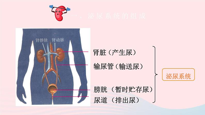 2023七年级生物下册第四单元生物圈中的人第11章人体代谢废物的排出第2节尿的形成与排出第一课时泌尿系统的组成课件新版北师大版04