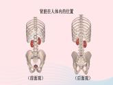 2023七年级生物下册第四单元生物圈中的人第11章人体代谢废物的排出第2节尿的形成与排出第一课时泌尿系统的组成课件新版北师大版