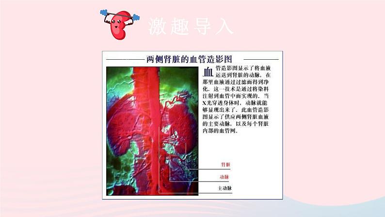 2023七年级生物下册第四单元生物圈中的人第11章人体代谢废物的排出第2节尿的形成与排出第二课时尿的形成与排出课件新版北师大版02