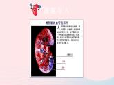 2023七年级生物下册第四单元生物圈中的人第11章人体代谢废物的排出第2节尿的形成与排出第二课时尿的形成与排出课件新版北师大版
