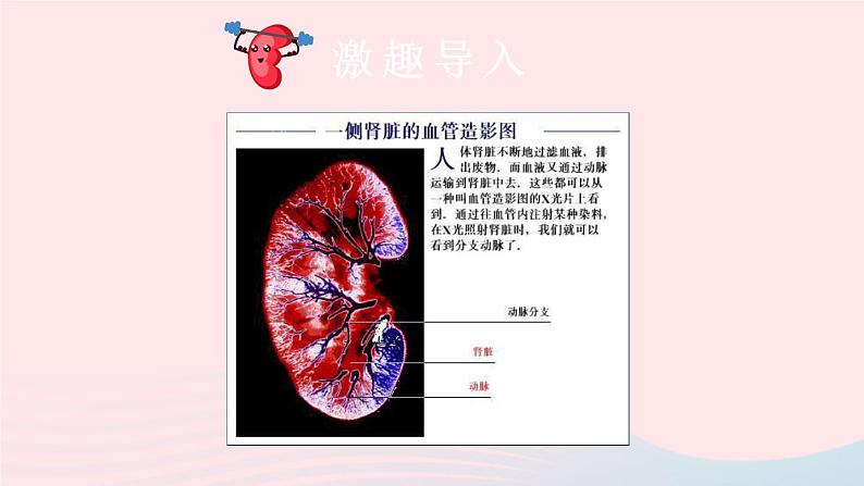 2023七年级生物下册第四单元生物圈中的人第11章人体代谢废物的排出第2节尿的形成与排出第二课时尿的形成与排出课件新版北师大版03