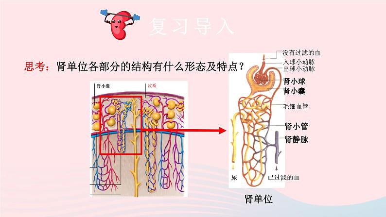 2023七年级生物下册第四单元生物圈中的人第11章人体代谢废物的排出第2节尿的形成与排出第二课时尿的形成与排出课件新版北师大版04