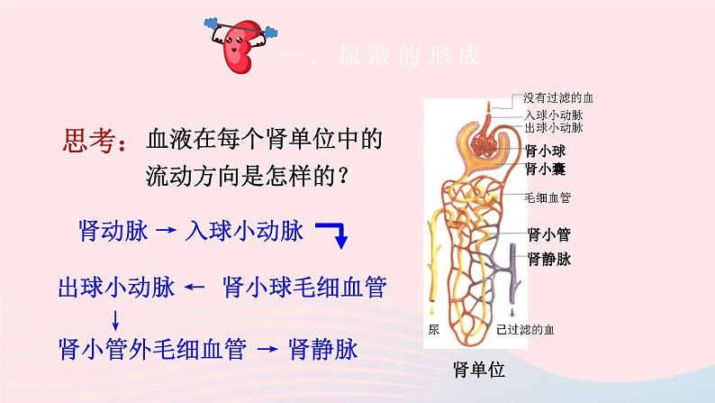 2023七年级生物下册第四单元生物圈中的人第11章人体代谢废物的排出第2节尿的形成与排出第二课时尿的形成与排出课件新版北师大版05