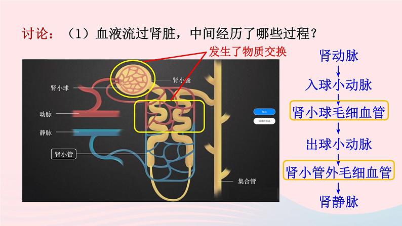 2023七年级生物下册第四单元生物圈中的人第11章人体代谢废物的排出第2节尿的形成与排出第二课时尿的形成与排出课件新版北师大版06