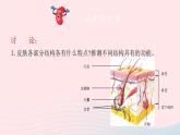 2023七年级生物下册第四单元生物圈中的人第11章人体代谢废物的排出第3节皮肤与汗液分泌课件新版北师大版