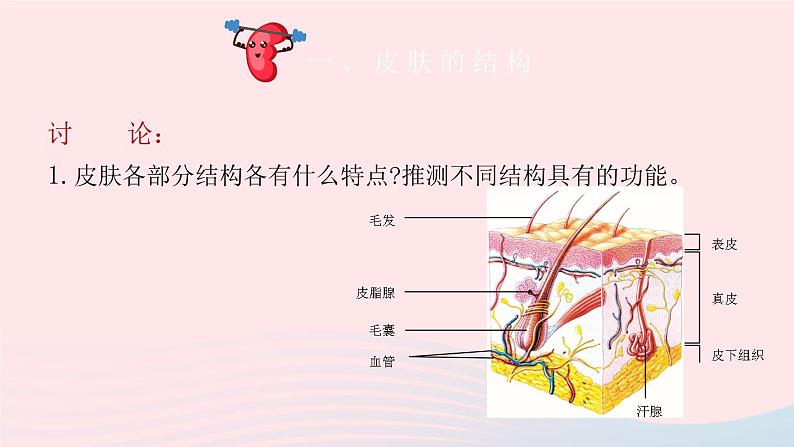 2023七年级生物下册第四单元生物圈中的人第11章人体代谢废物的排出第3节皮肤与汗液分泌课件新版北师大版04