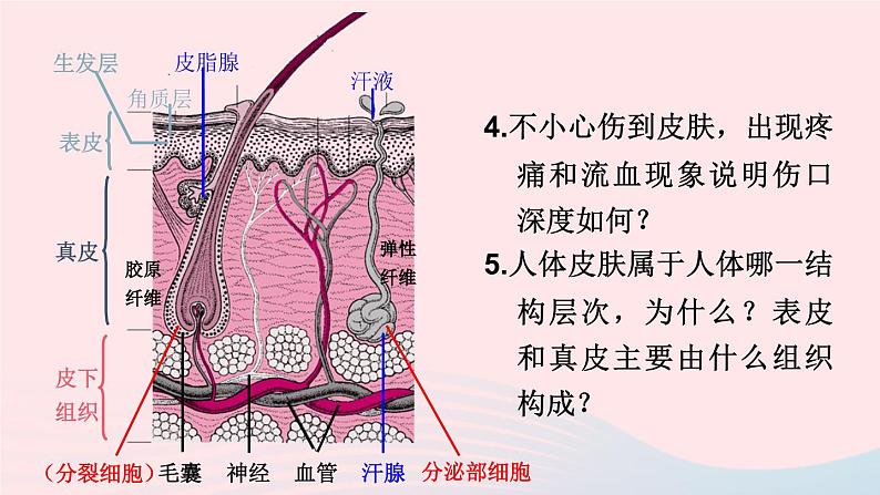 2023七年级生物下册第四单元生物圈中的人第11章人体代谢废物的排出第3节皮肤与汗液分泌课件新版北师大版07