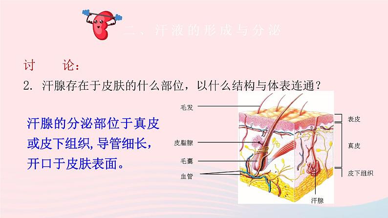 2023七年级生物下册第四单元生物圈中的人第11章人体代谢废物的排出第3节皮肤与汗液分泌课件新版北师大版08