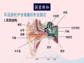 2023七年级生物下册第四单元生物圈中的人第12章人体的自我调节第2节感受器和感觉器官第二课时耳与听觉及其他感觉课件新版北师大版