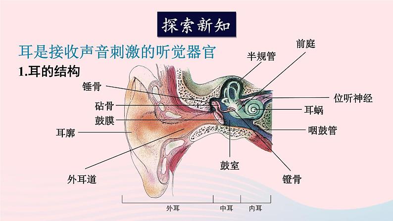 2023七年级生物下册第四单元生物圈中的人第12章人体的自我调节第2节感受器和感觉器官第二课时耳与听觉及其他感觉课件新版北师大版03