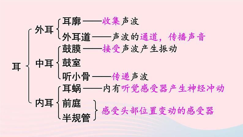 2023七年级生物下册第四单元生物圈中的人第12章人体的自我调节第2节感受器和感觉器官第二课时耳与听觉及其他感觉课件新版北师大版05