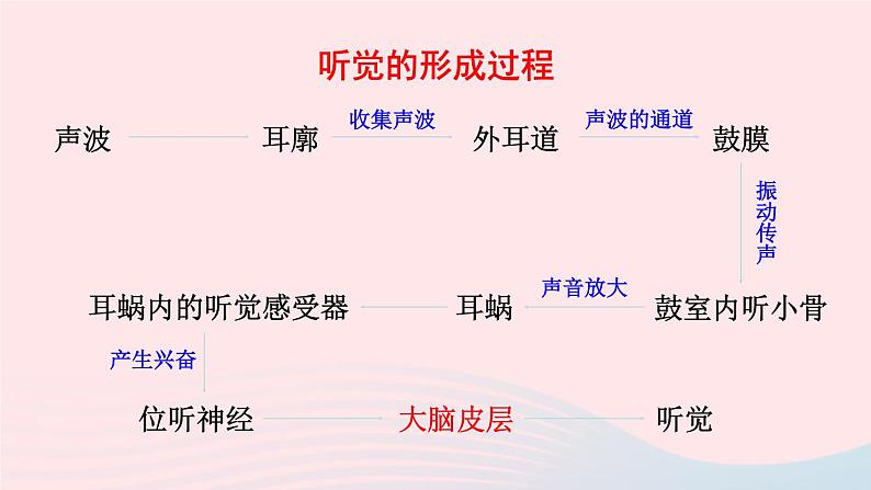 2023七年级生物下册第四单元生物圈中的人第12章人体的自我调节第2节感受器和感觉器官第二课时耳与听觉及其他感觉课件新版北师大版07