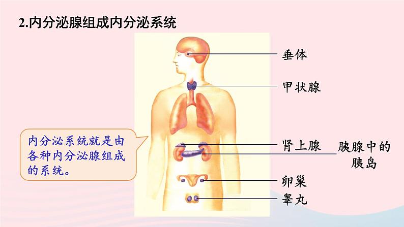 2023七年级生物下册第四单元生物圈中的人第12章人体的自我调节第3节激素调节课件新版北师大版第5页