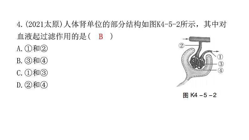 中考生物复习第四单元生物圈中的人第五章人体内废物的排出课件05