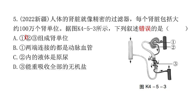 中考生物复习第四单元生物圈中的人第五章人体内废物的排出课件06