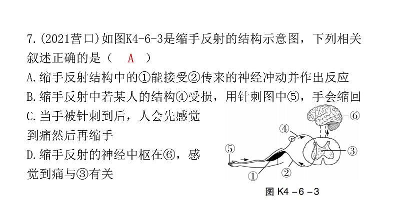 中考生物复习第四单元生物圈中的人第六章人体生命活动的调节第七章人类活动对生物圈的影响课件08