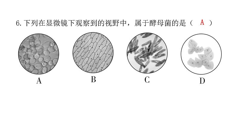 中考生物复习第五单元生物圈中的其他生物第四章细菌和真菌第五章病毒课件07