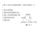 中考生物复习初中学业水平考试仿真试卷(二)课件