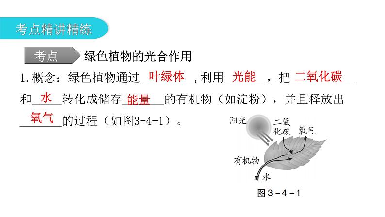 中考生物复习第三单元生物圈中的绿色植物第四章绿色植物是生物圈中有机物的制造者课件08