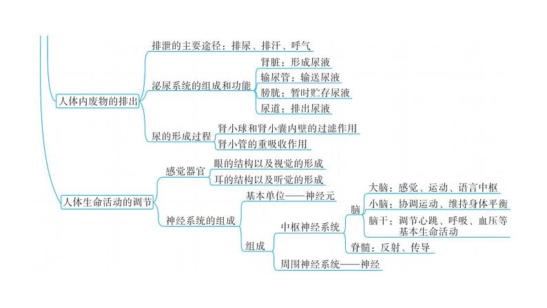 中考生物复习专题六人体生理与健康课件04