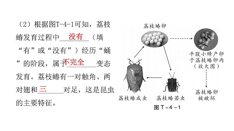 中考生物复习题型突破四综合应用课件05