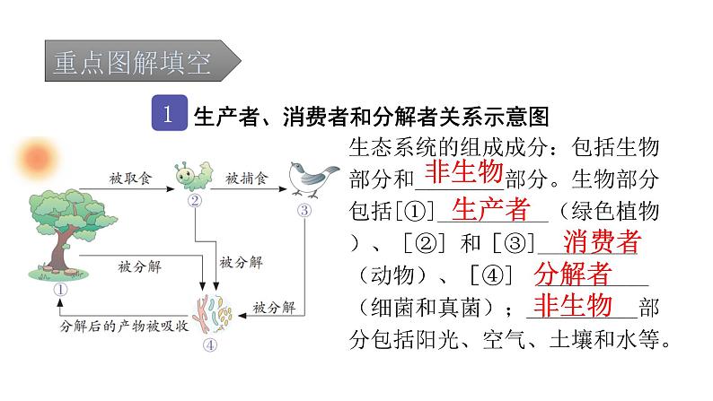 中考生物复习第一单元生物和生物圈课件第2页