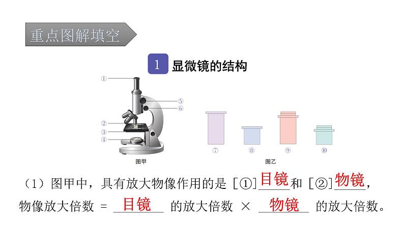 中考生物复习第二单元生物体的结构层次第一章细胞是生命活动的基本单位课件第2页