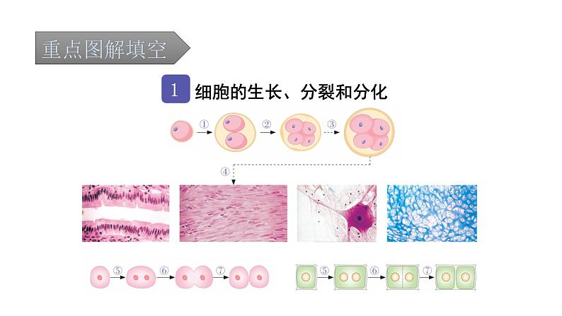 中考生物复习第二单元生物体的结构层次第二章细胞怎样构成生物体课件02