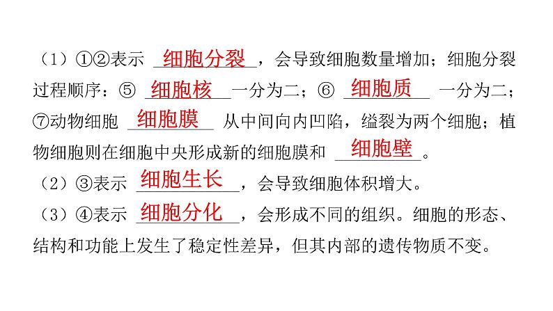 中考生物复习第二单元生物体的结构层次第二章细胞怎样构成生物体课件03