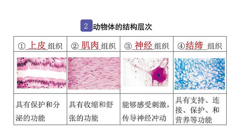 中考生物复习第二单元生物体的结构层次第二章细胞怎样构成生物体课件04