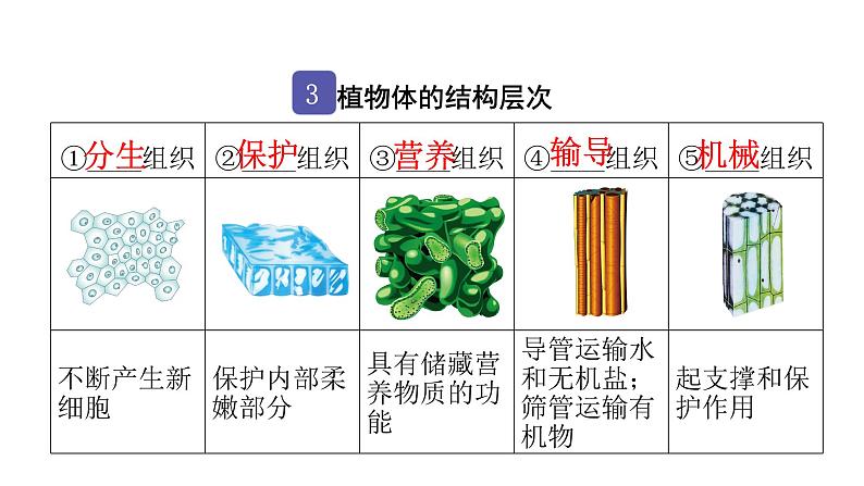 中考生物复习第二单元生物体的结构层次第二章细胞怎样构成生物体课件05