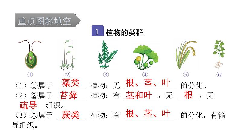 中考生物复习第三单元生物圈中的绿色植物第一章生物圈中有哪些绿色植物课件02