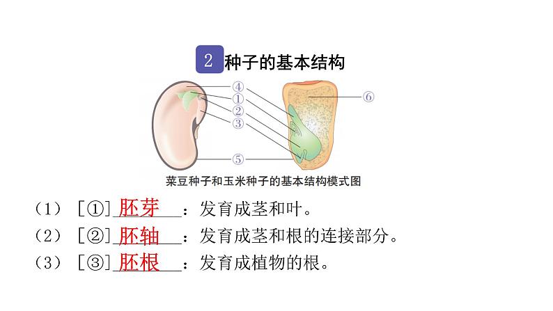 中考生物复习第三单元生物圈中的绿色植物第一章生物圈中有哪些绿色植物课件04