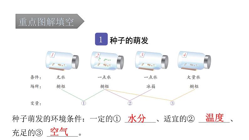 中考生物复习第三单元生物圈中的绿色植物第二章被子植物的一生课件02