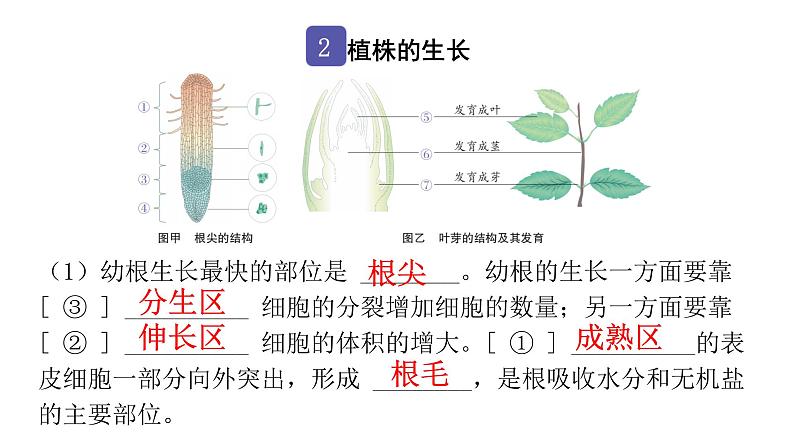 中考生物复习第三单元生物圈中的绿色植物第二章被子植物的一生课件03