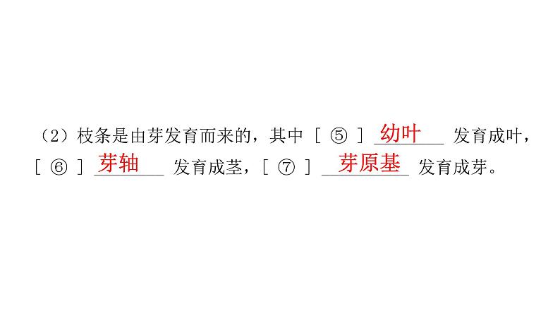 中考生物复习第三单元生物圈中的绿色植物第二章被子植物的一生课件04