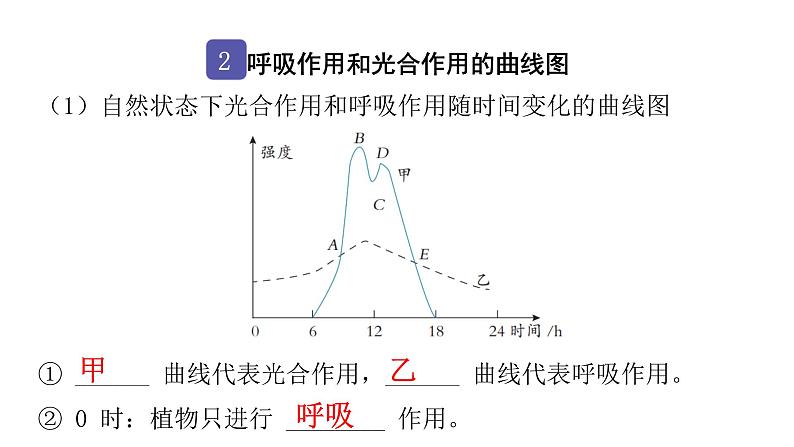 中考生物复习第三单元生物圈中的绿色植物第五章绿色植物与生物圈中的碳—氧平衡课件05