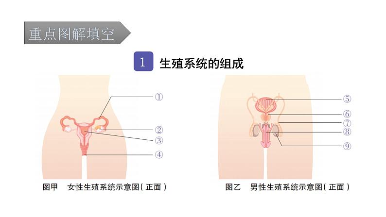 中考生物复习第四单元生物圈中的人第一章人的由来课件第2页