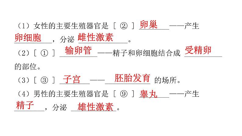 中考生物复习第四单元生物圈中的人第一章人的由来课件第3页