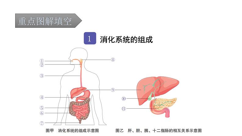 中考生物复习第四单元生物圈中的人第二章人体的营养课件第2页