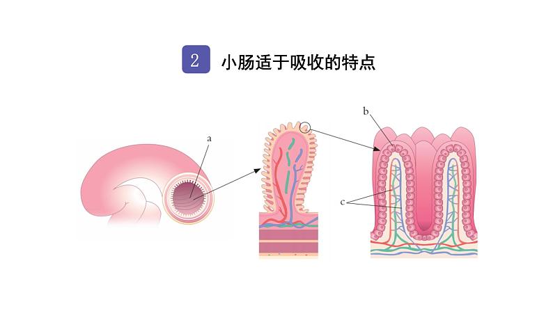 中考生物复习第四单元生物圈中的人第二章人体的营养课件第4页